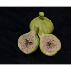 Mystery of the Trees: The fig tree