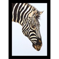 Sticker - Zebra W1 Sticker - Zebra W1