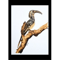 Sticker - Hornbill W6